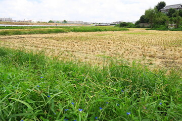 近郊の露草咲く畦道と刈田風景