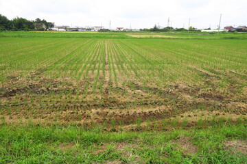 刈り取り機のキャタピラー跡の残る初秋の穭田風景