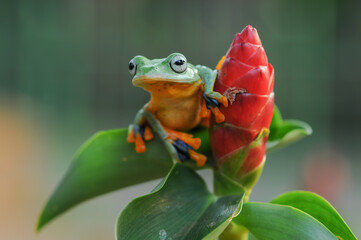 tree frog in the leaf