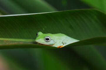 tree frog in the leaf