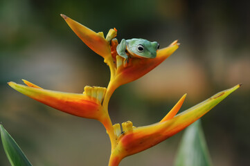 tree frog in the leaf