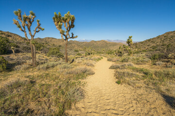 hiking the west side loop trail in black rock canyon, joshua tree national park, usa