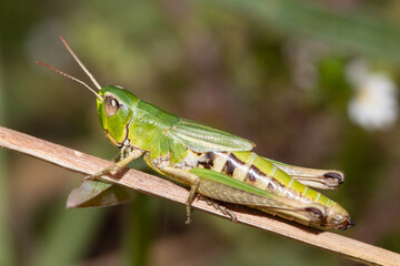 grasshopper on a leaf