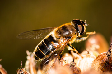 bee on a yellow flower