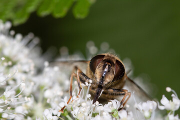 bee on a flower