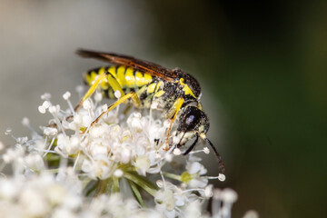 bee on flower