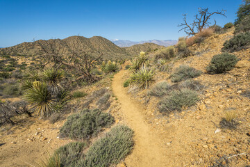 hiking the west side loop trail in black rock canyon, joshua tree national park, usa