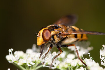 fly on leaf