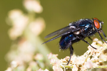 fly on leaf