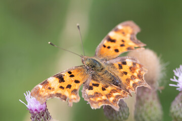 butterfly on flower