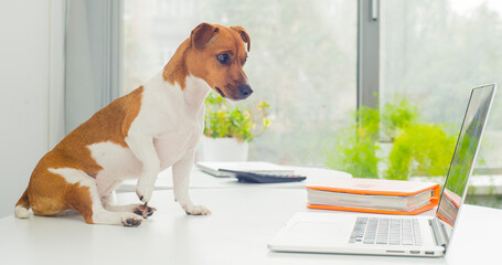 dog in the office with a laptop. a small jack russell terrier in the office on the table uses a laptop. the dog looks at the laptop screen.