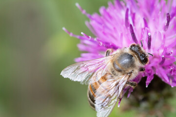 bee on a flower