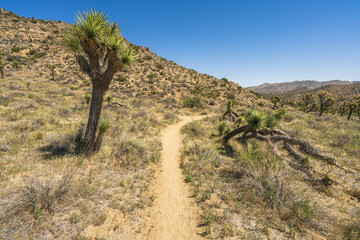 hiking the west side loop trail in black rock canyon, joshua tree national park, usa