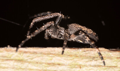 spider on the wall