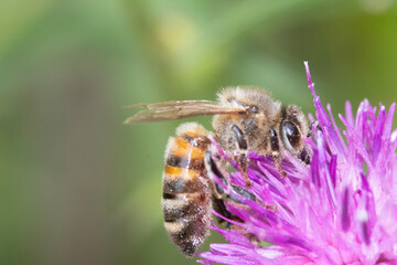 bee on a flower