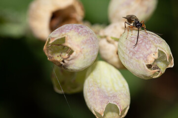 ants on a flower