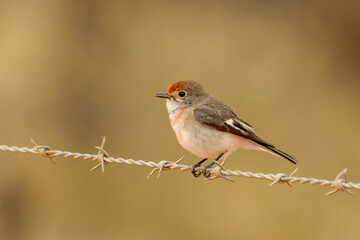 Red-capped Robin in Northern Territory Australia