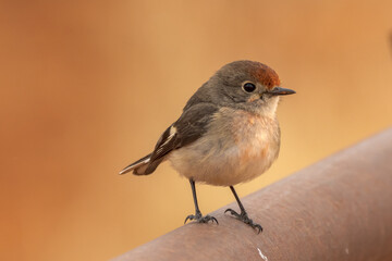 Red-capped Robin in Northern Territory Australia