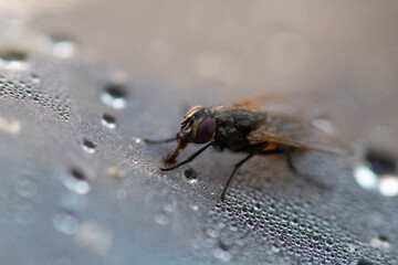close up of fly