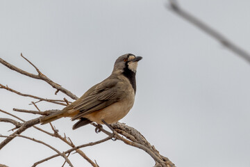 Crested Bellbird in Northern Territory Australia