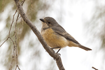 Rufous Whistler in Northern Territory Australia