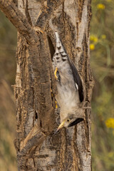 Obraz premium Varied Sittella in Northern Territory Australia