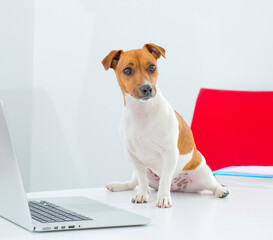 dog with a laptop in the office.portrait of a jack russell terrier in the office with a laptop.the dog uses a laptop on the table with different emotion.