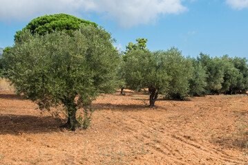 A farm with olive trees.