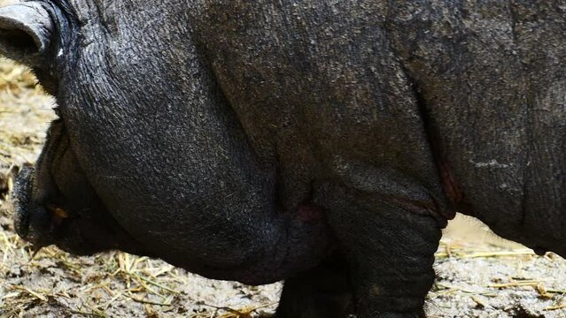 Un cerdo vietnamita adulto en una granja.