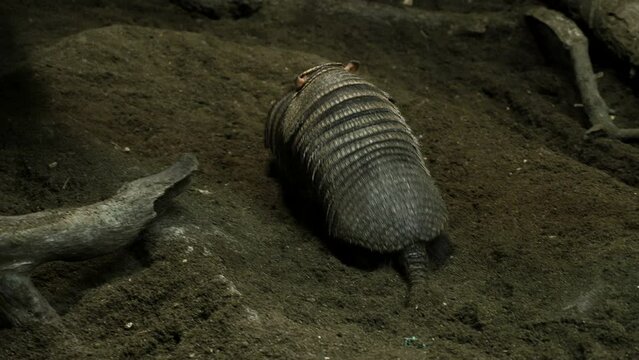 Detalle de dos armadillos apare&aacute;ndose.