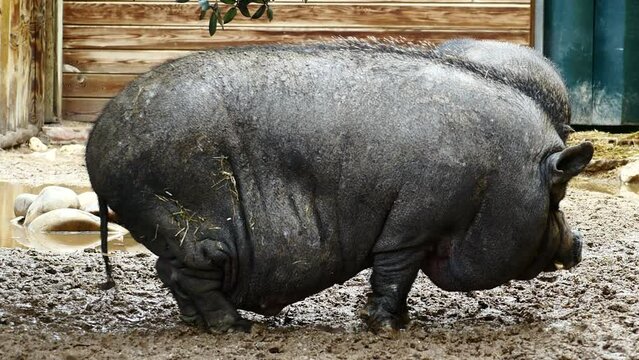 Un cerdo vietnamita adulto en una granja.