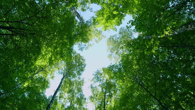 Bright sun shines through the crown of the trees. View of the tops of trees. Static.