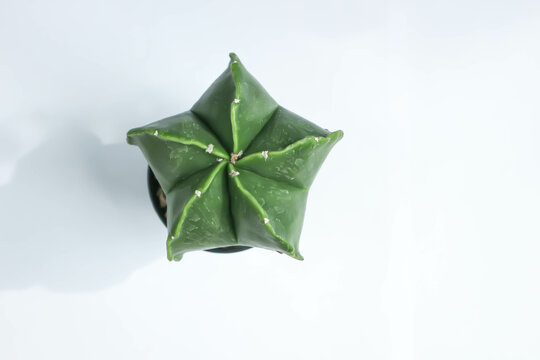 Astrophytum myriostigma, astrophytum myriostigma nudum or astrophytum myriostigma var nudum or cactus
