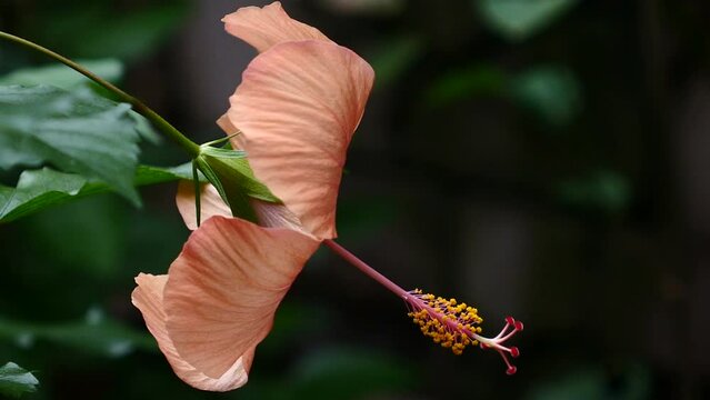 Detalle de las diferentes partes de una flor.