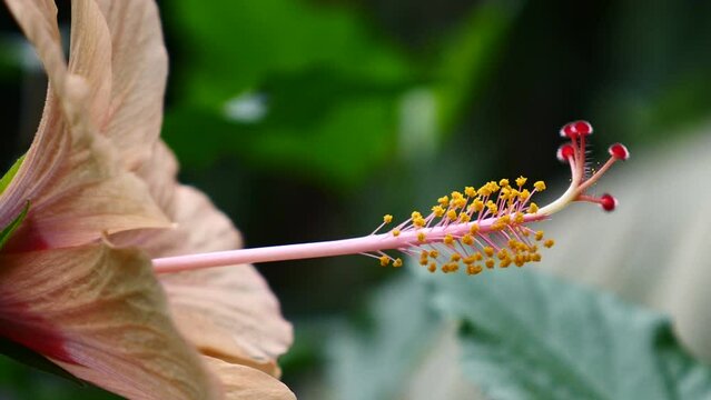 Detalle de las diferentes partes de una flor.