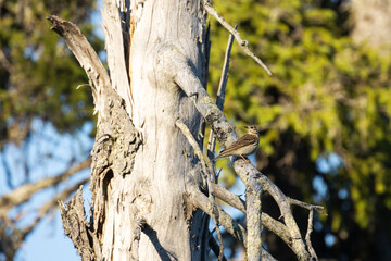 Wood pipit, Anthus trivialis perched on a large and old dead Spruce tree in summery Oulanka National Park, Northern Finland