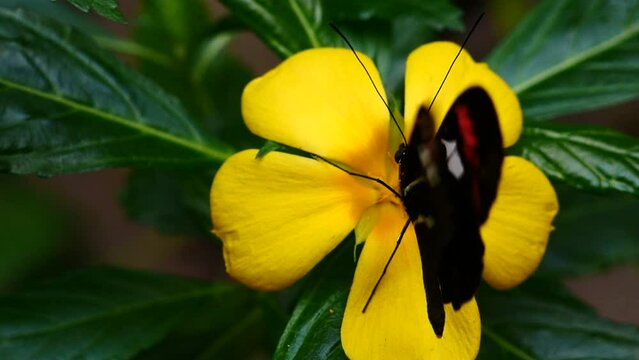 Detalle de una mariposa abriendo sus alas al alimentarse.