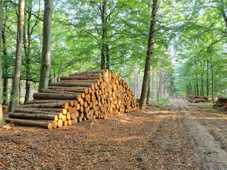 Forest landscape with stacked coniferous tree trunks from sustainably managed Dutch forests in...