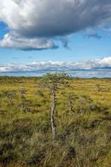 Obraz premium nature swamp trees