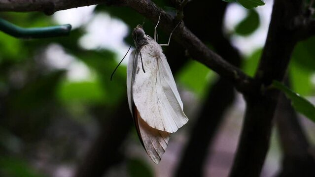 Detalle de una mariposa desenrollando su lengua.