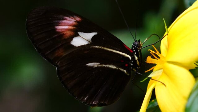 Detalle de una mariposa desenrollando su lengua para succionar los nutrientes de una flor amarilla.