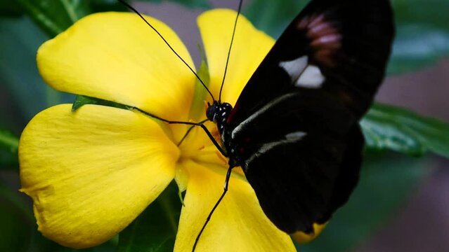 detalle de una mariposa cartero aspirando con su trompa el n&eacute;ctar de una flor amarilla.