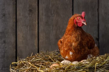 Deurstickers hen hatching eggs in nest of straw inside chicken coop © alter_photo