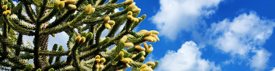 Branches of Monkey Puzzle Tree (Araucaria araucana), evergreen tree growing to a trunk diameter of...