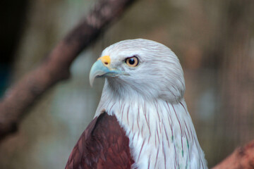 A close-up shot of a white-necked red hawk.