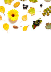 Colorful Autumn fall  leaves, calendula flower and berries frame on the white background. Copy space	