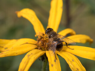 hoverfly close up