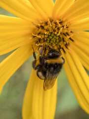 bee on a yellow flower closeup
