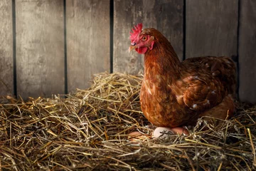 Fotobehang chicken hatching eggs in nest of straw inside a wooden henhouse © alter_photo