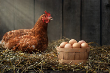 basket of eggs with red chicken in dry straw inside a wooden henhouse © alter_photo
